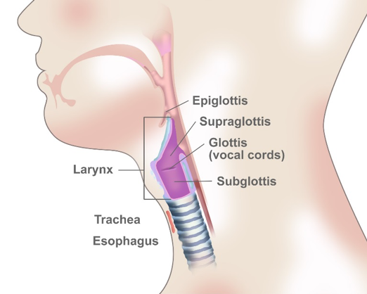 Cáncer de laringe | Especialistas en cáncer Virginia Oncology Associates